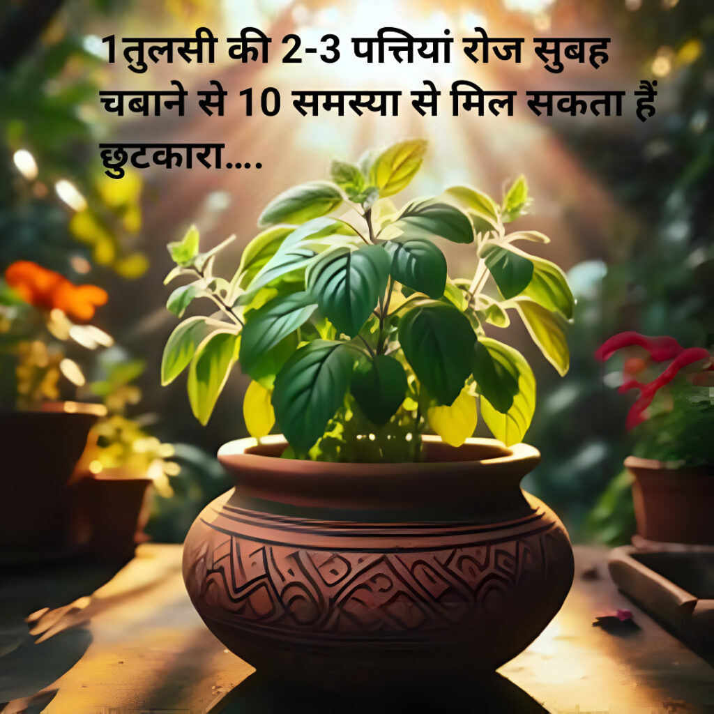तुलसी की 2-3 पत्तियां रोज सुबह चबाने से 10 समस्या से मिल सकता हैं छुटकारा….